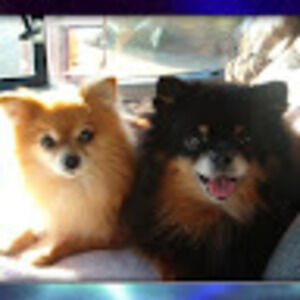 Meet your Posher, Beverly